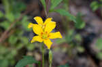 Tufted yellow woodsorrel